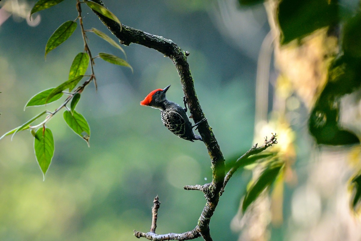 Gray-and-buff Woodpecker - ML638883200