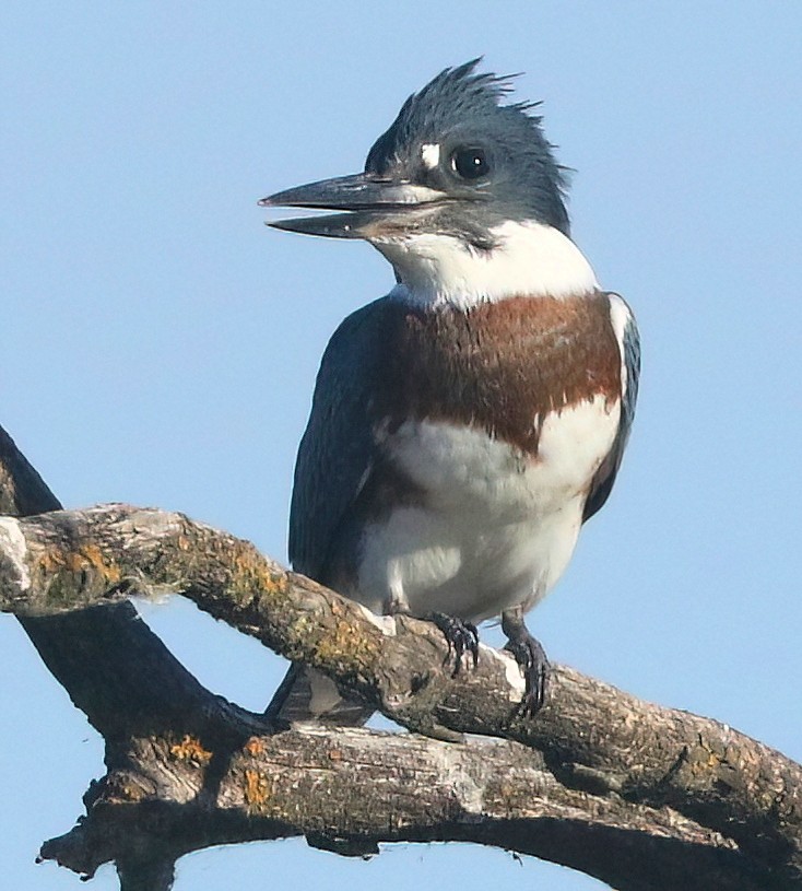 Belted Kingfisher - ML638883244