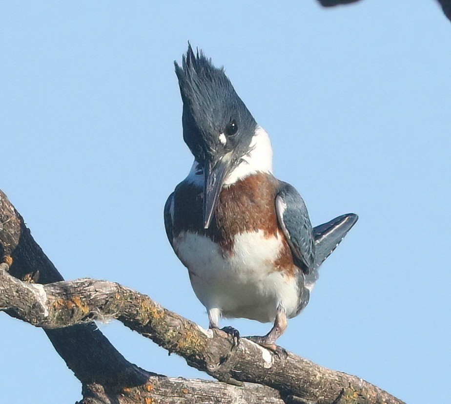 Belted Kingfisher - ML638883245
