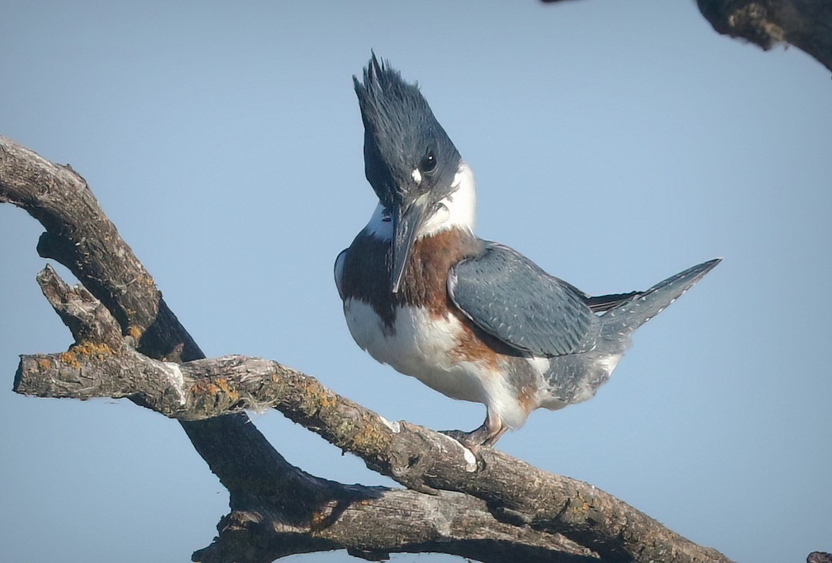 Belted Kingfisher - ML638883246