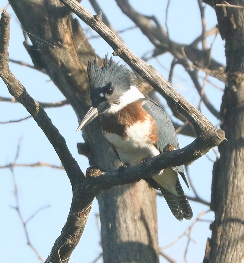 Belted Kingfisher - ML638883379