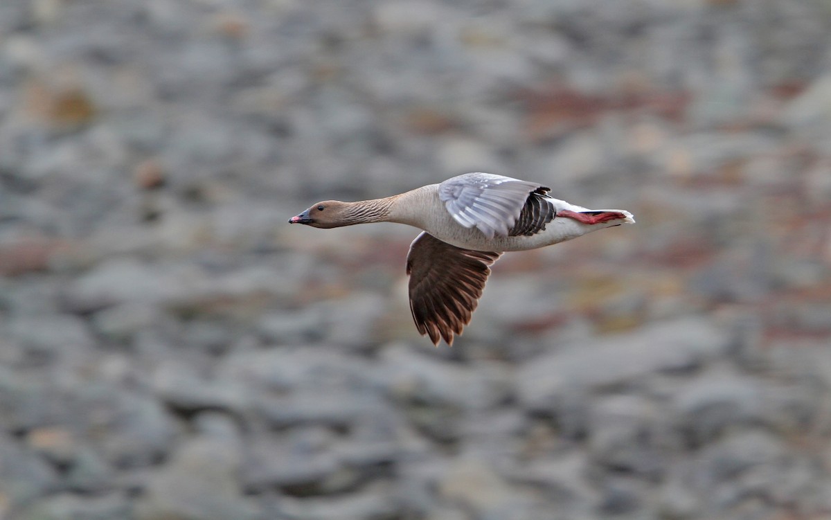 Pink-footed Goose - ML63888341