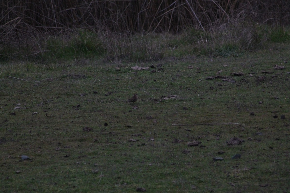 Buff-winged Cinclodes - ML638883434