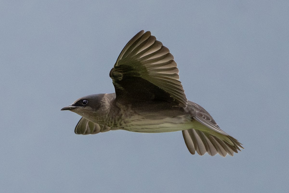 Purple Martin - ML638883453