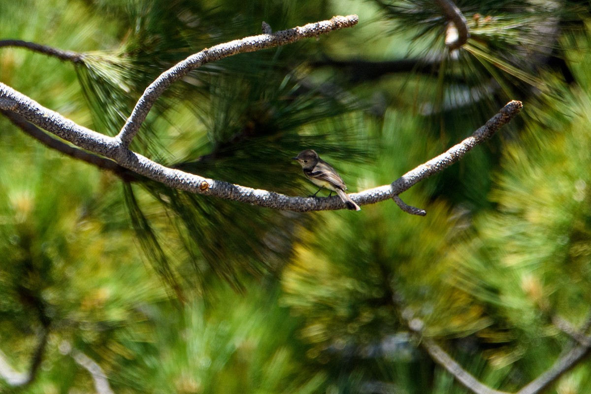 Dusky Flycatcher - ML638883457