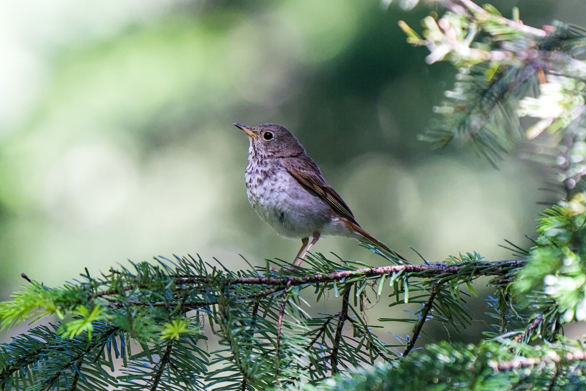 Hermit Thrush - ML638883463
