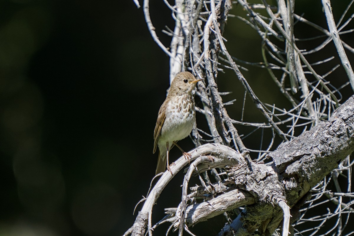 Hermit Thrush - ML638883479