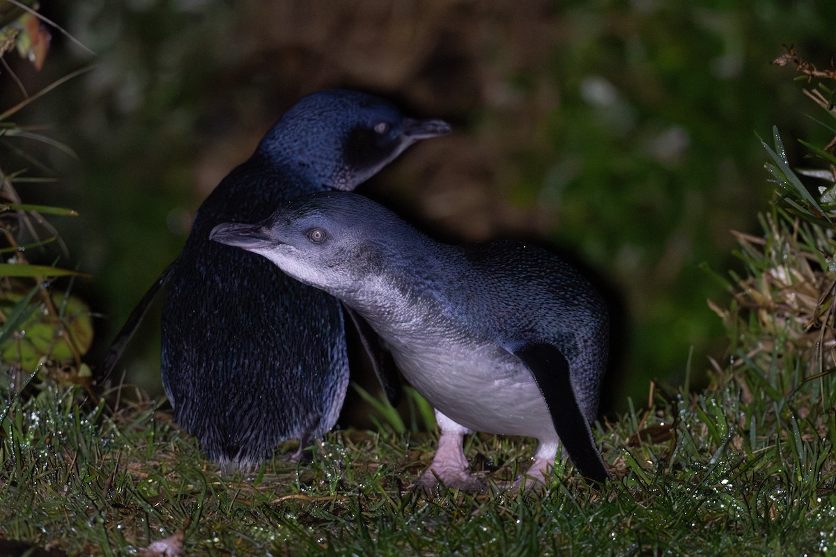 Little Penguin - ML638883492