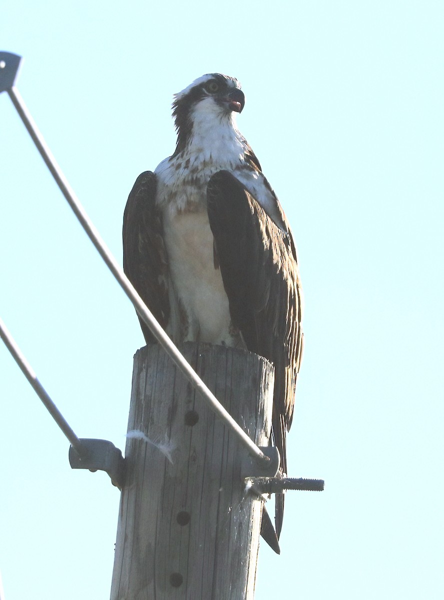 Osprey - ML638883517