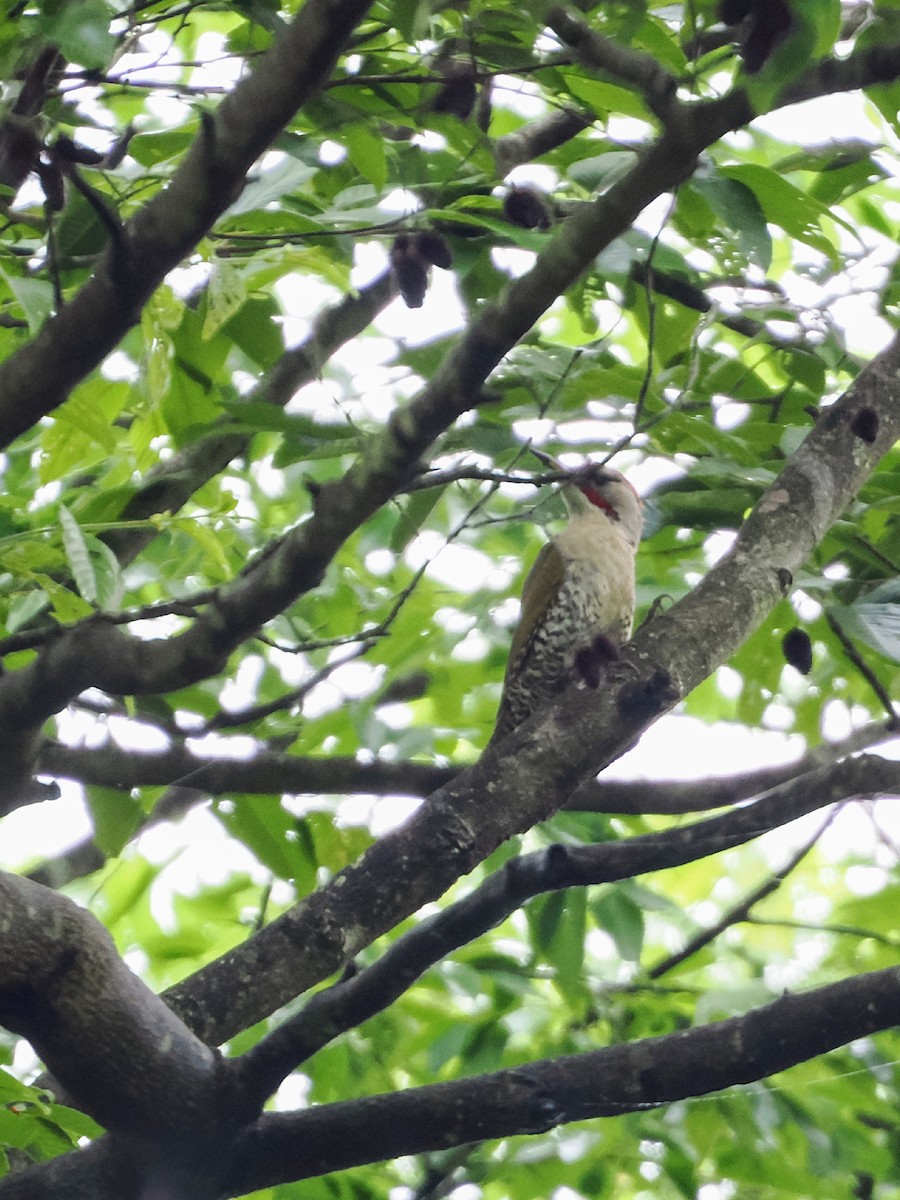 Japanese Woodpecker - ML638883597