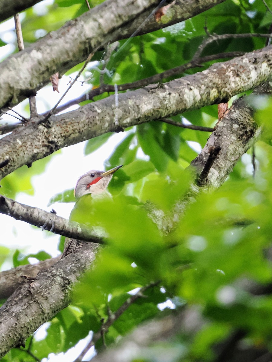 Japanese Woodpecker - ML638883598