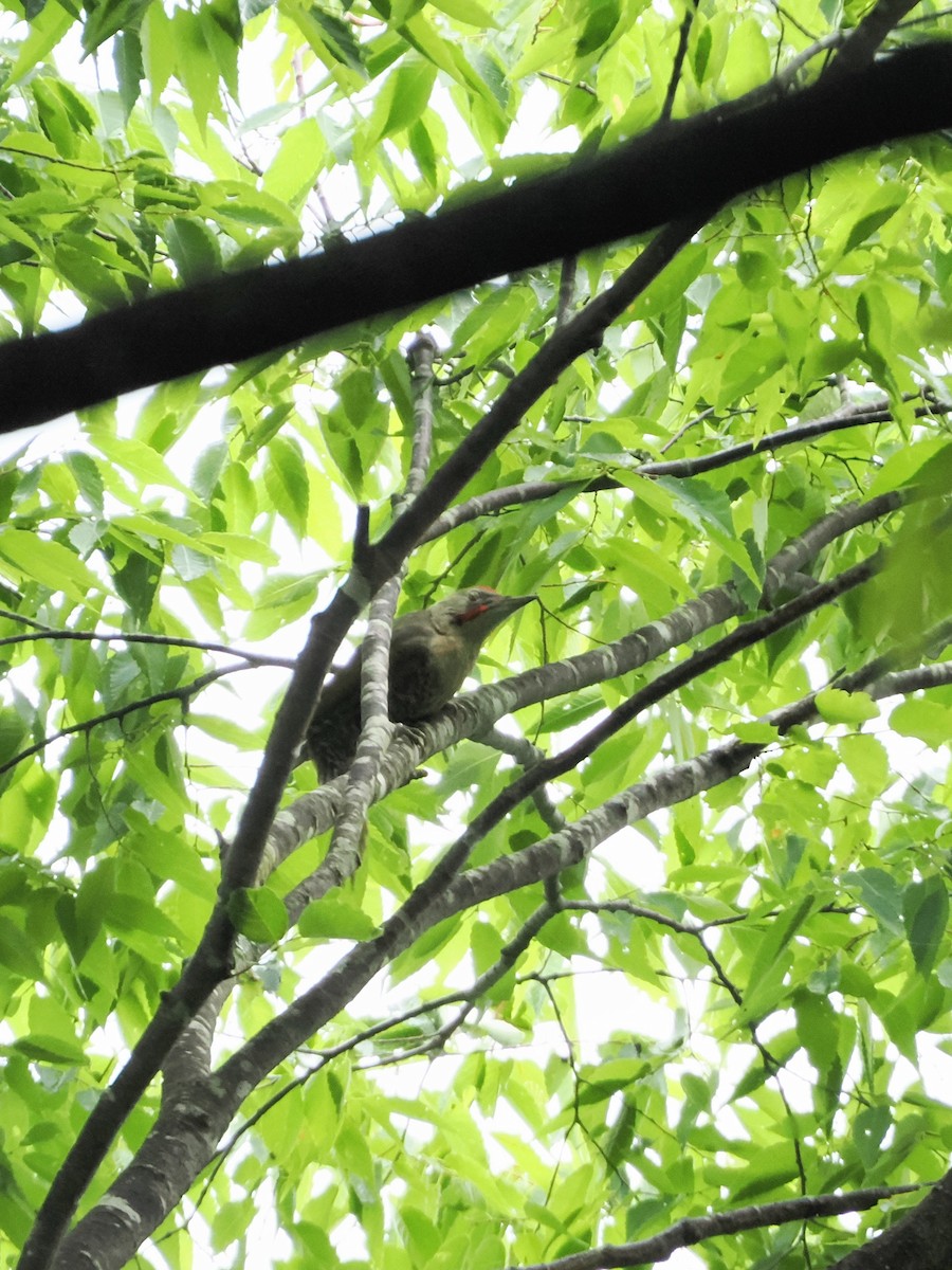 Japanese Woodpecker - ML638883599