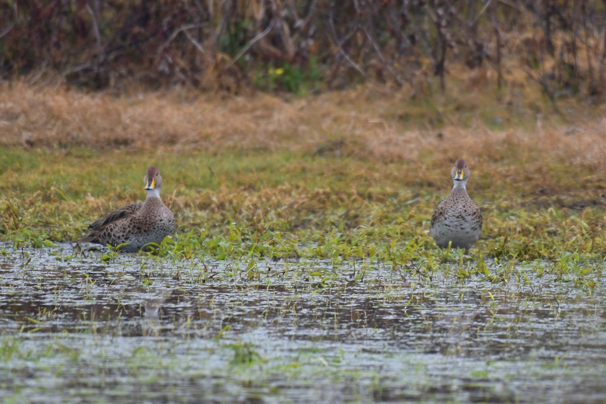 Yellow-billed Pintail - ML638883634