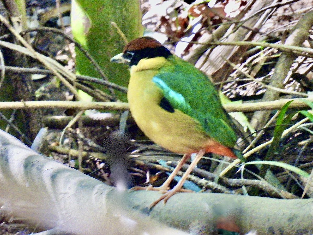 Noisy Pitta - ML638883653