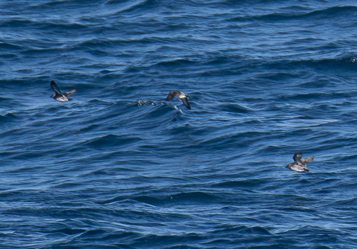 Cassin's Auklet - ML638883679