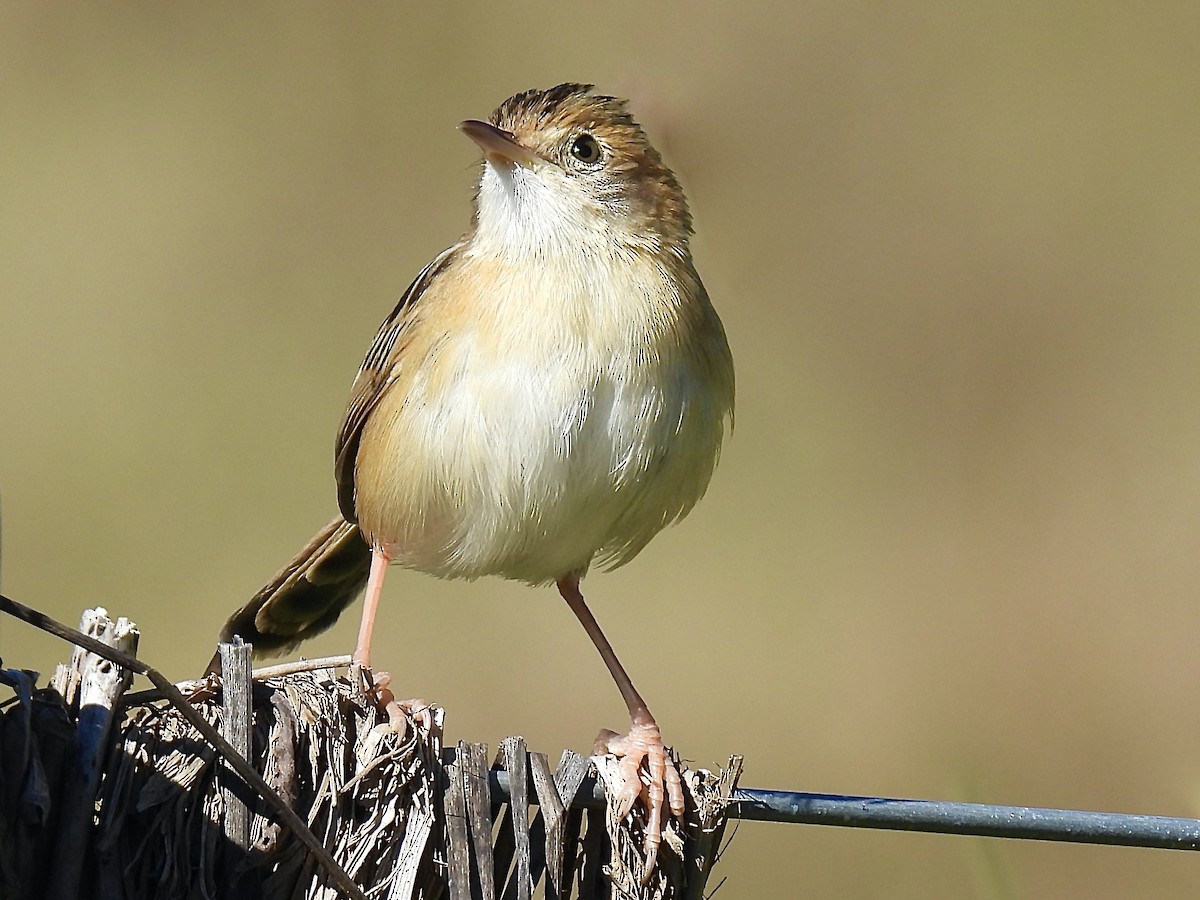 Golden-headed Cisticola - ML638883680
