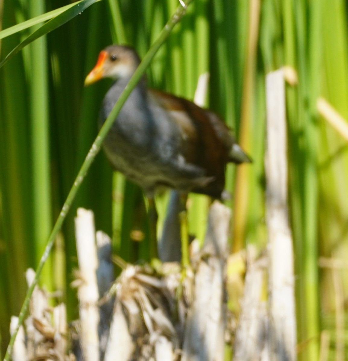 Common Gallinule - ML638883688