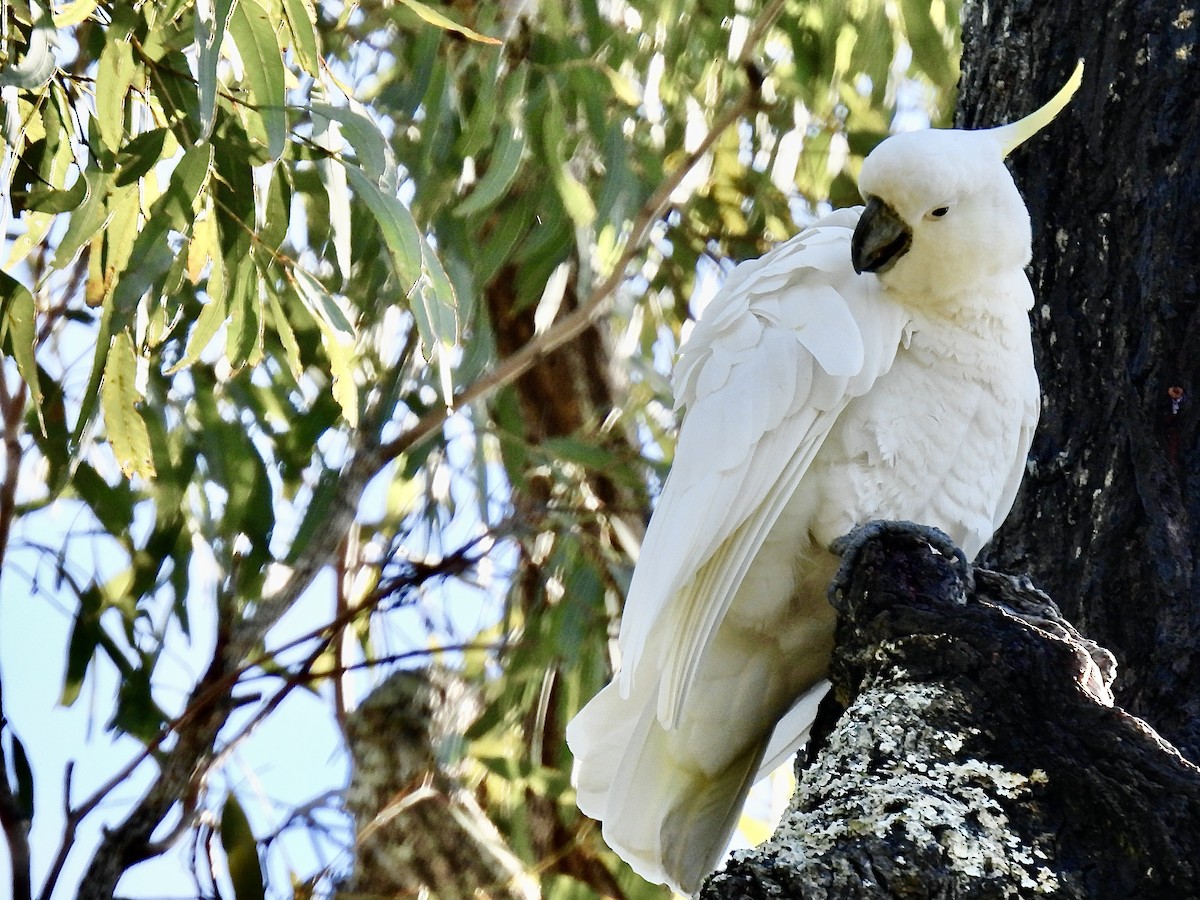 Sulphur-crested Cockatoo - ML638883702