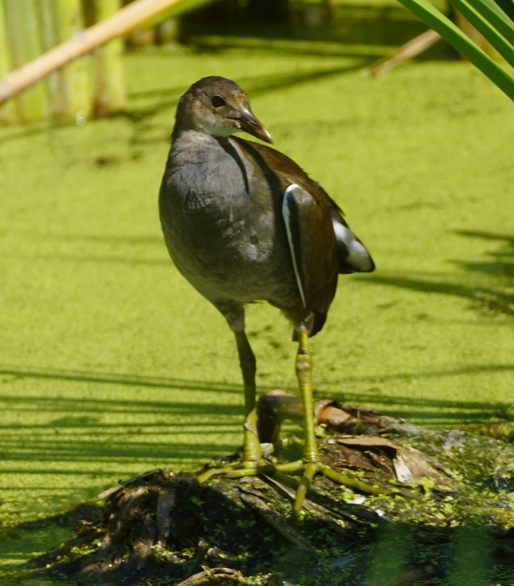Common Gallinule - ML638883705