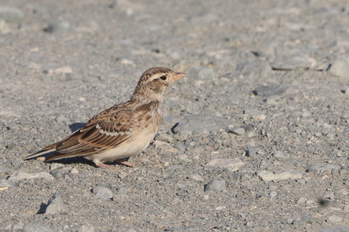 Turkestan Short-toed Lark - ML638883713