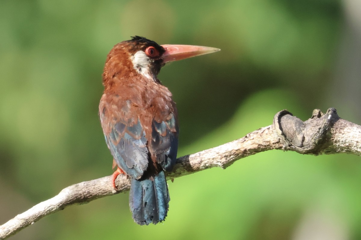 White-eared Jacamar - ML638883750