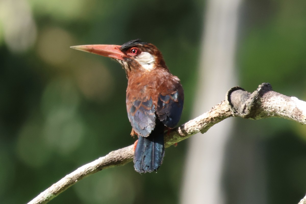 White-eared Jacamar - ML638883751