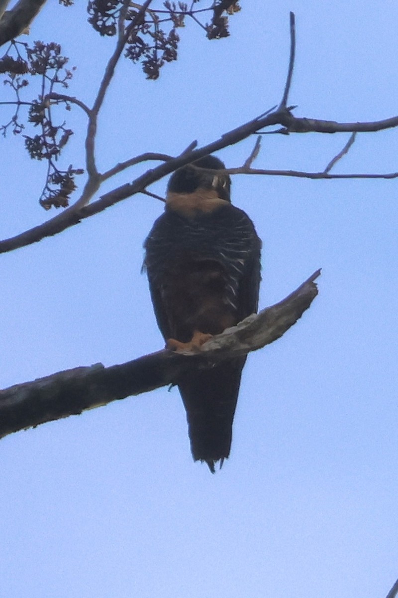 Bat Falcon - ML638883756