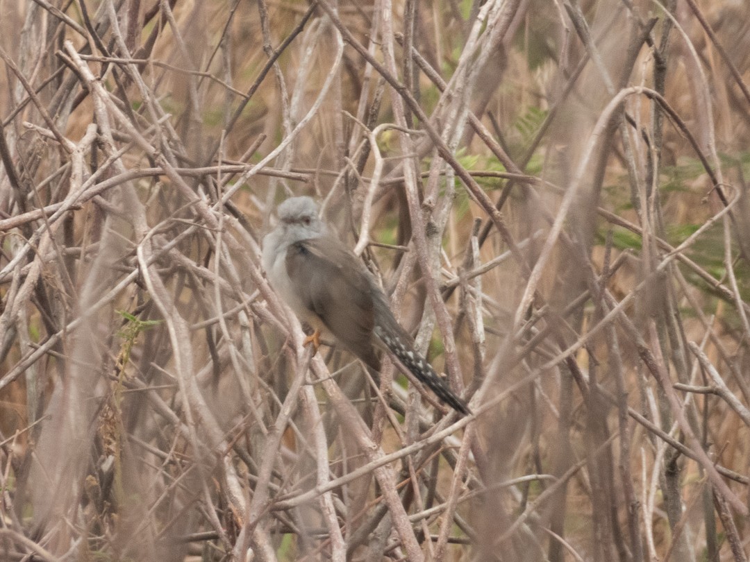 Coucou plaintif - ML638883877