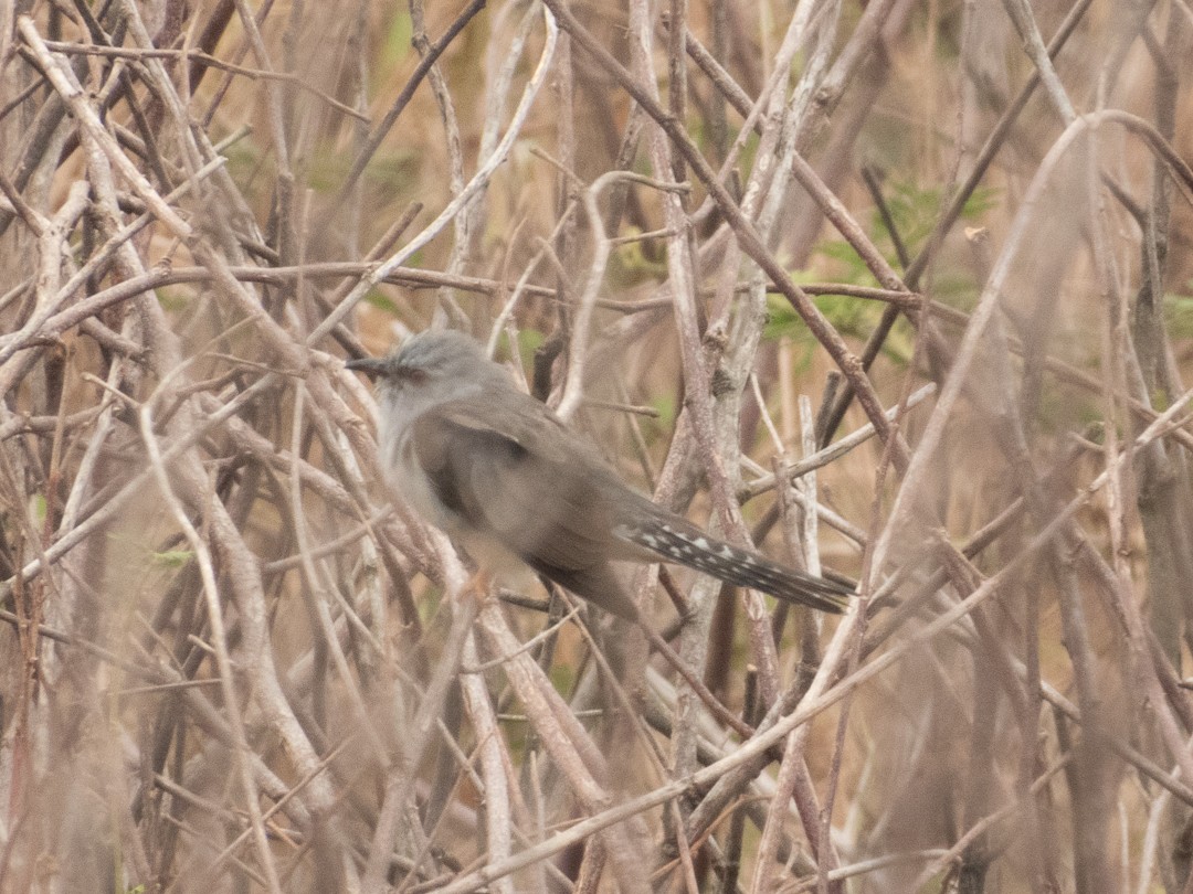 Coucou plaintif - ML638883878