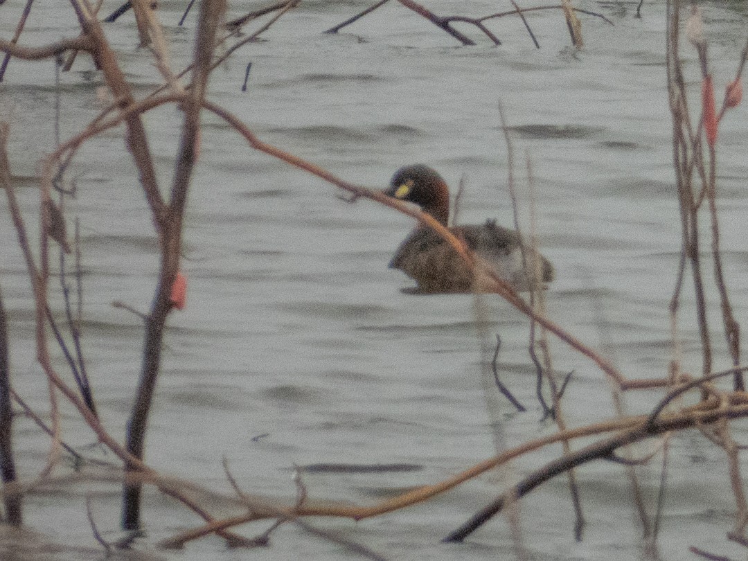 Grèbe australasien - ML638883883