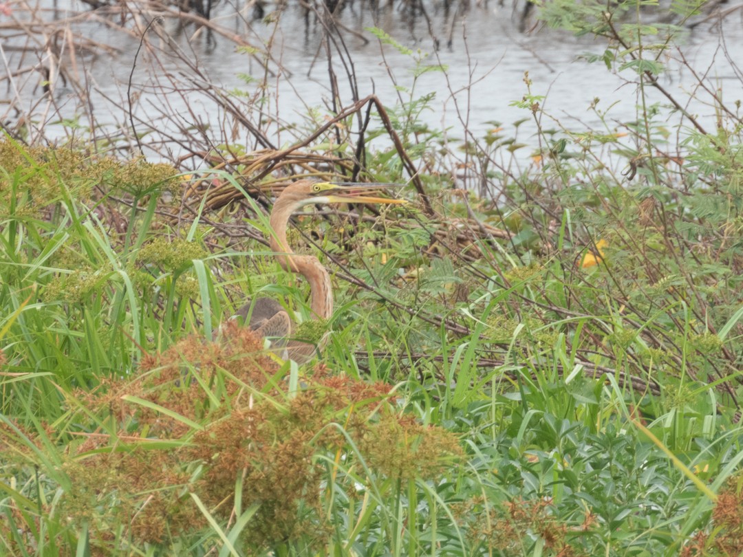 Héron pourpré - ML638883887