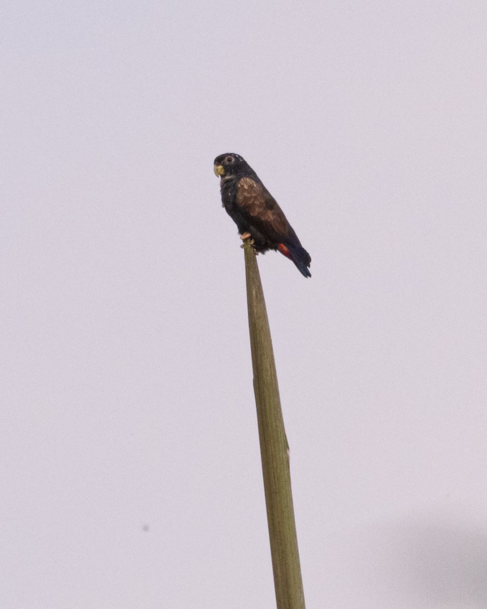 Bronze-winged Parrot - ML638883893