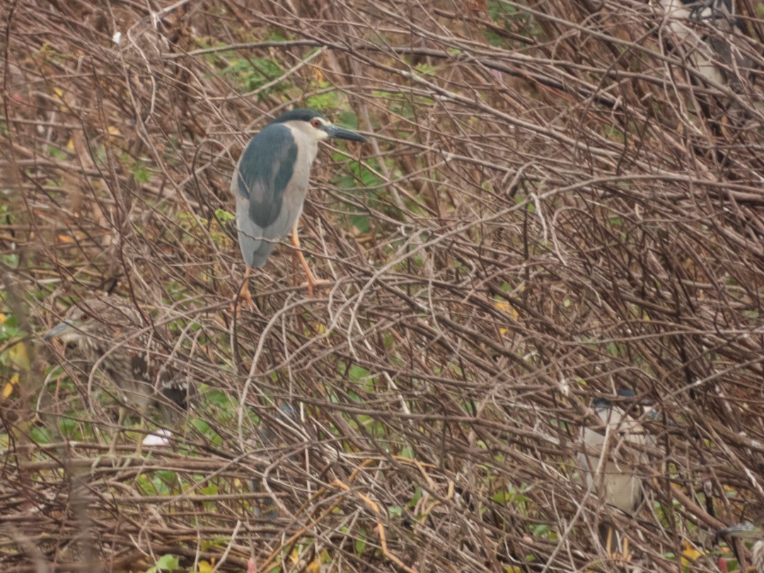 Bihoreau gris - ML638883909