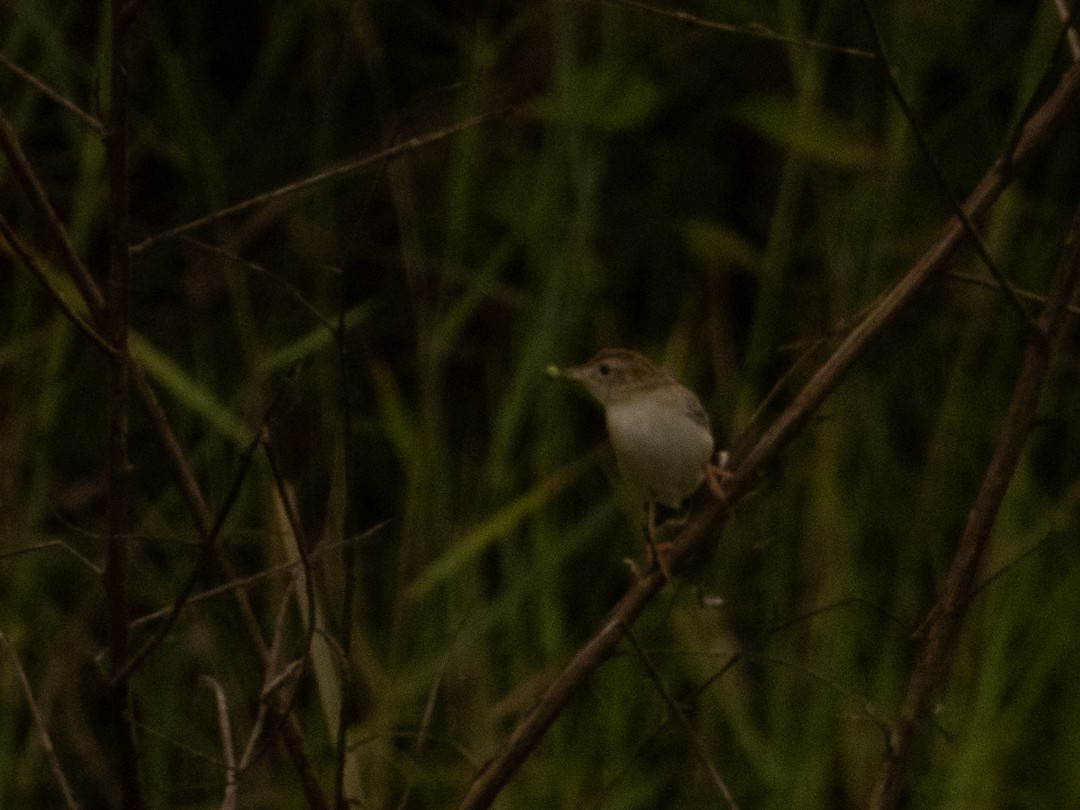 Cisticole des joncs - ML638883916