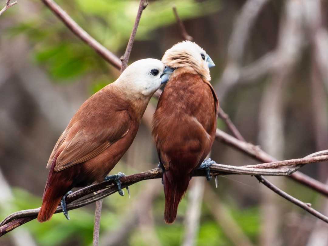 Capucin à tête blanche - ML638883925
