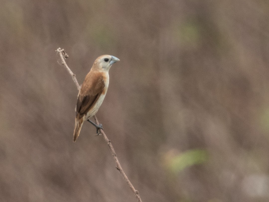 Capucin à tête blanche - ML638883926