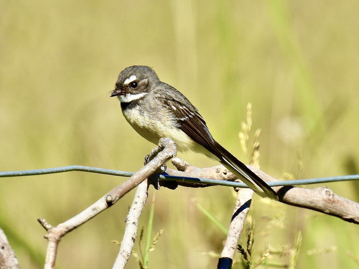 Gray Fantail - ML638883993