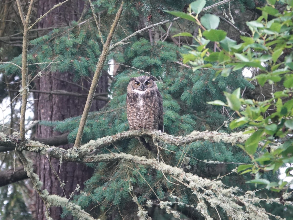 Great Horned Owl - ML638884042