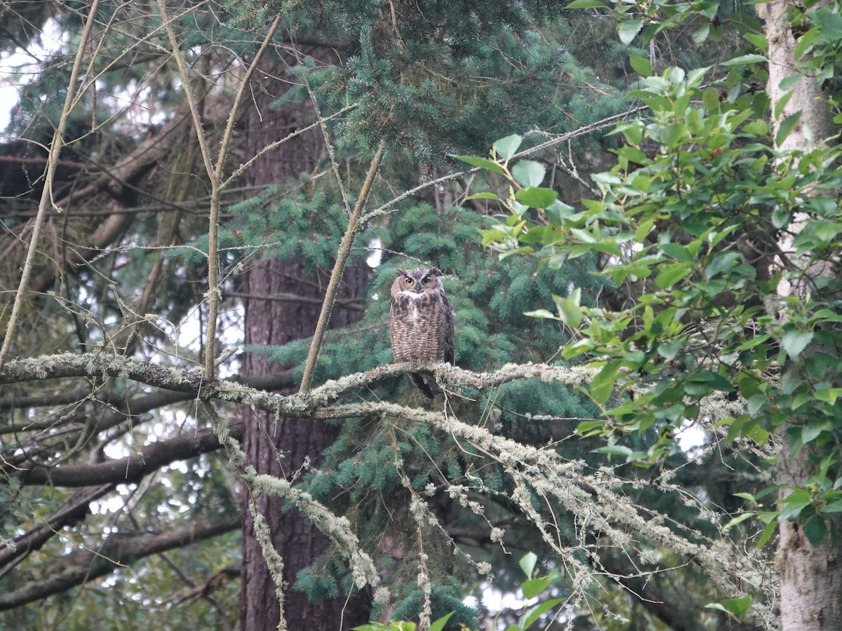 Great Horned Owl - ML638884043