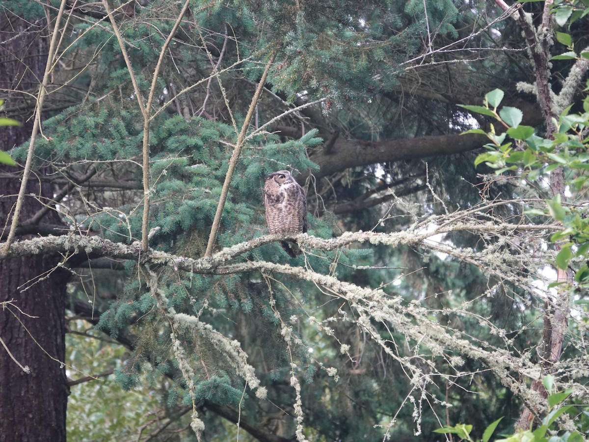 Great Horned Owl - ML638884044