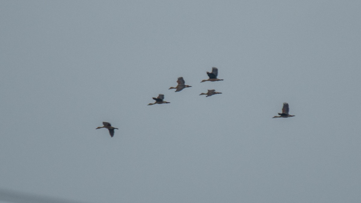 Lesser Whistling-Duck - ML638884057