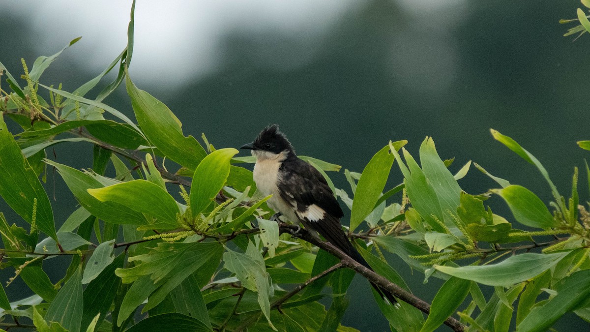 Pied Cuckoo - ML638884072