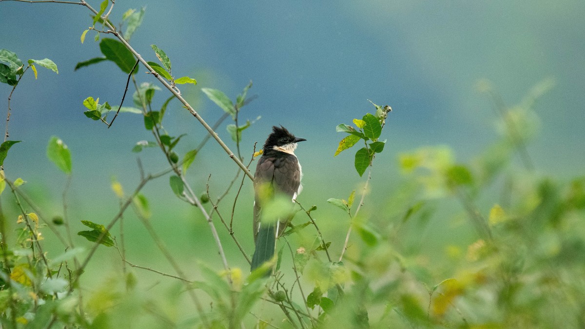 Pied Cuckoo - ML638884073