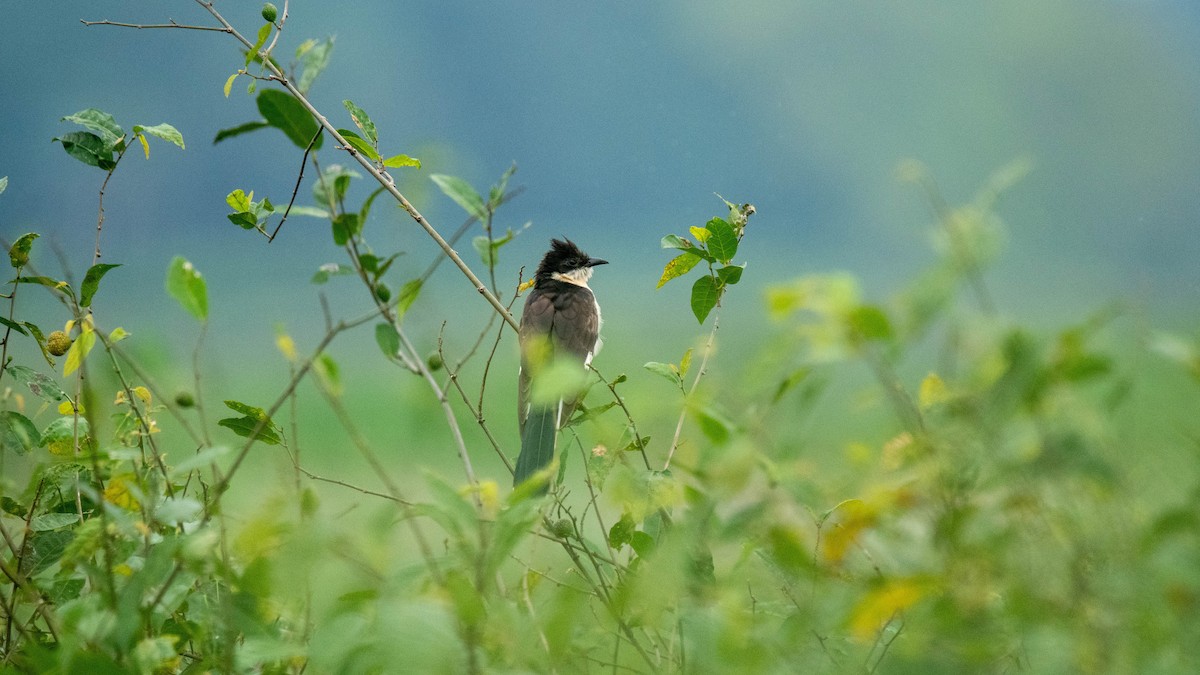 Pied Cuckoo - ML638884074