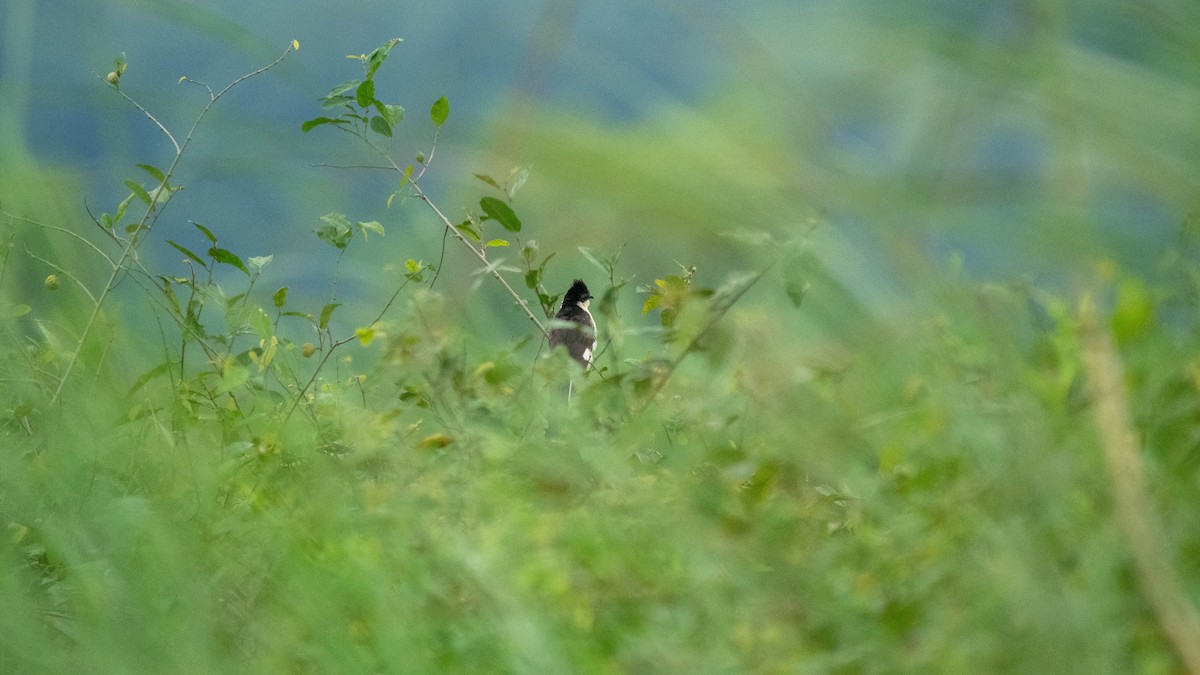 Pied Cuckoo - ML638884075