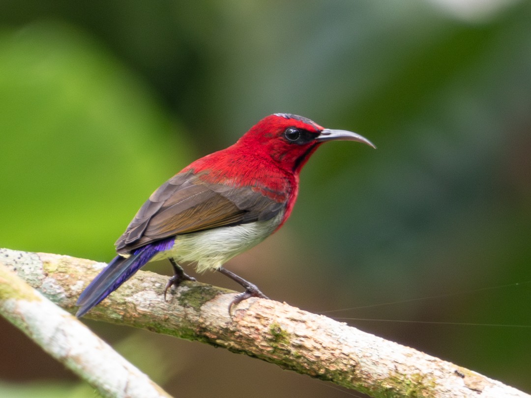Javan Sunbird - ML638884078