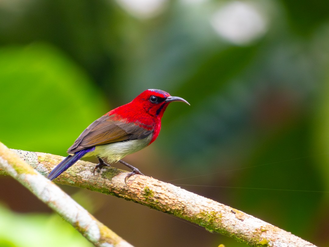 Javan Sunbird - ML638884079
