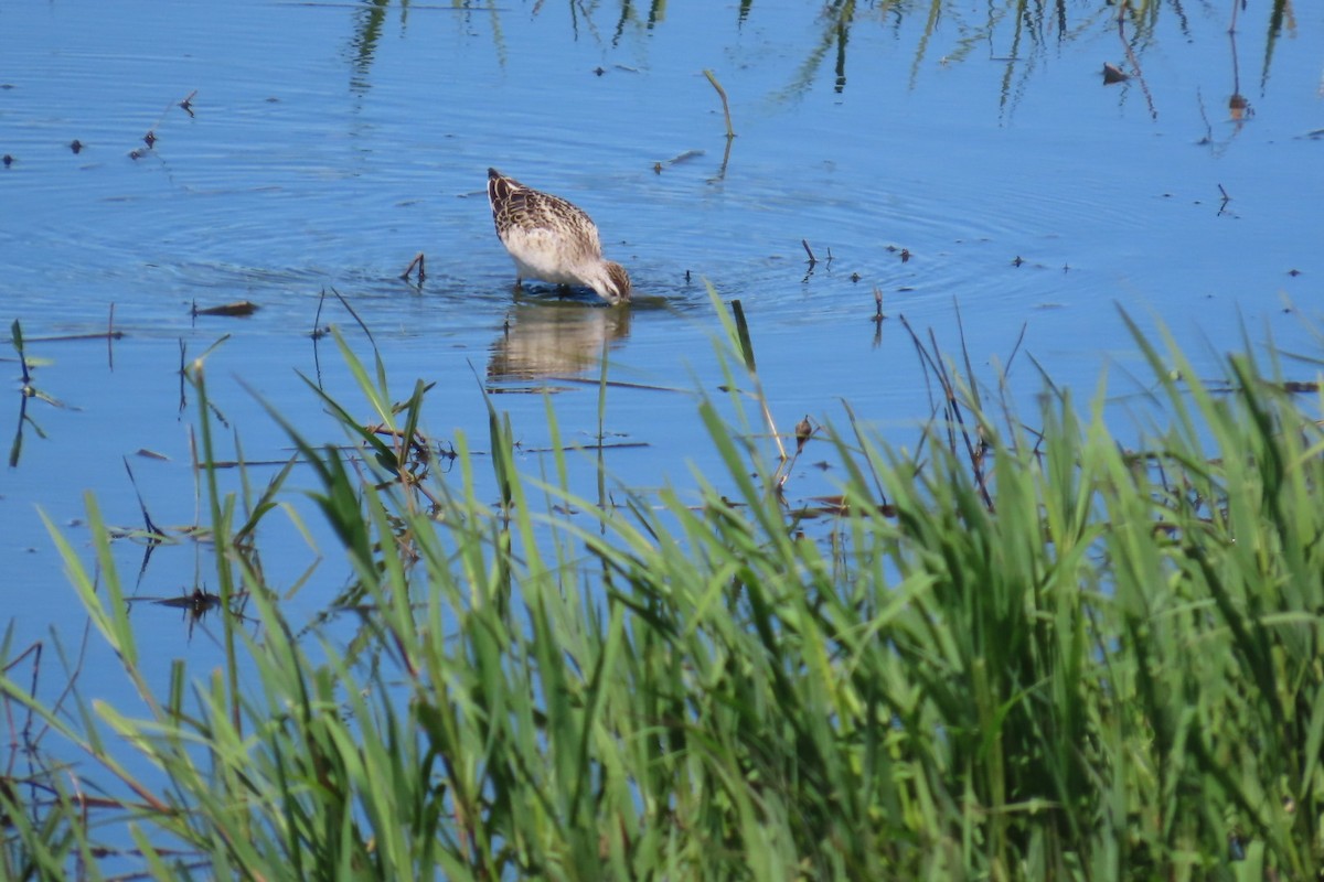 Wilson's Phalarope - ML638884081