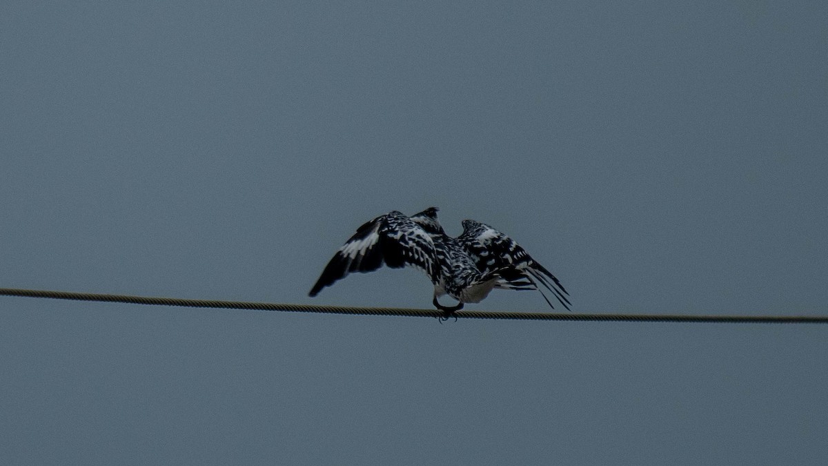 Pied Kingfisher - ML638884088