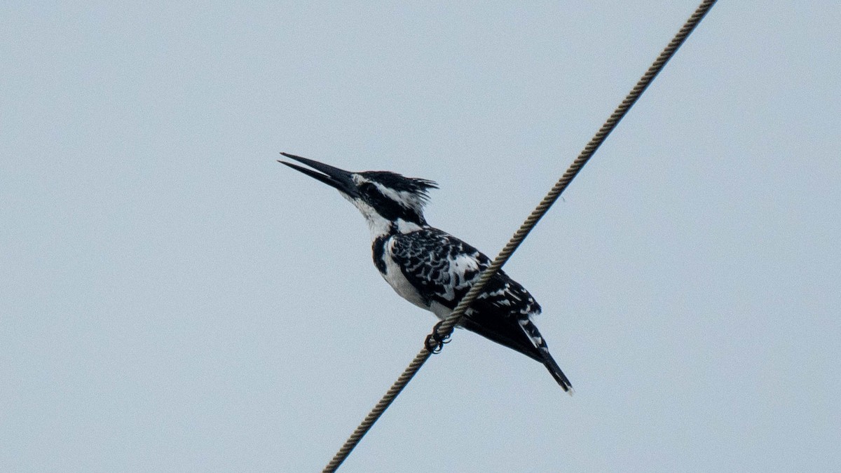 Pied Kingfisher - ML638884089